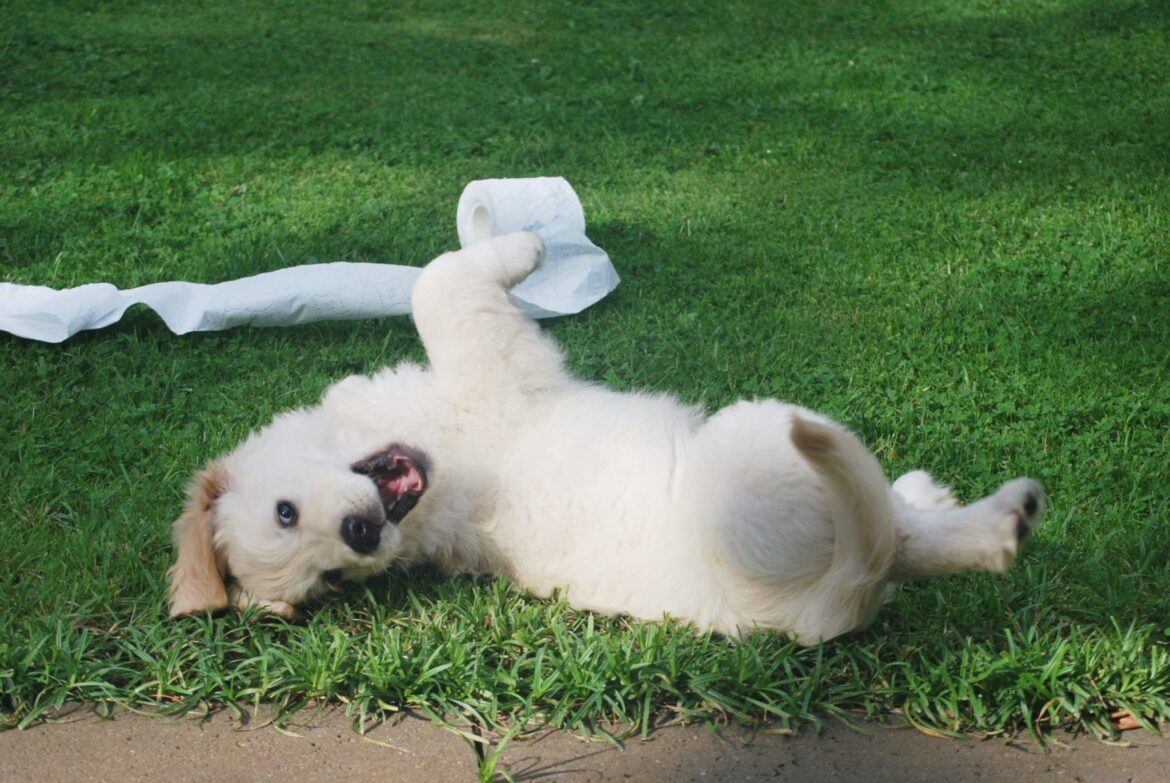 dog rolling in the grass, ticks and fleas, betty most agency